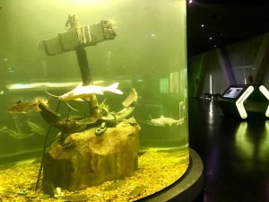Acuario Rosario