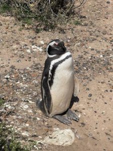 Pinguinos en Punta Tombo