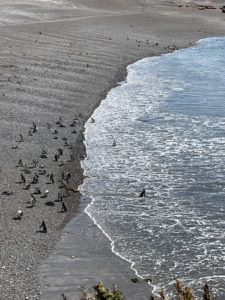 Punta Tombo